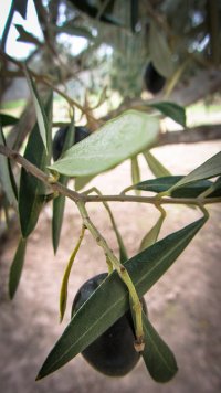 Liście oliwne
